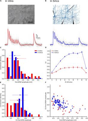 Estimating the Readily-Releasable Vesicle Pool Size at Synaptic Connections in the Neocortex